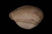 藏品(臺灣抱蛤)的圖片